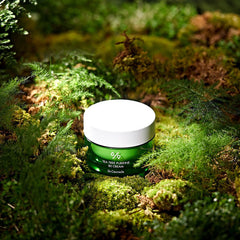 Tea Tree Purifine 80 Cream - koreanblossom
