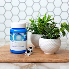 Collagen Water Full Moist Cream Ampoule - koreanblossom