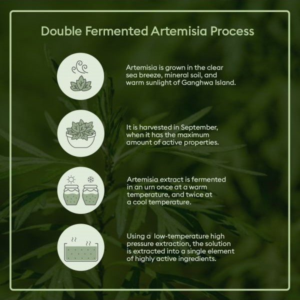 Time Revolution Artemisia Treatment Essence - koreanblossom