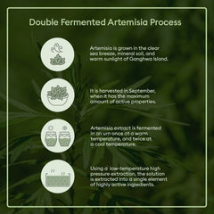 Time Revolution Artemisia Treatment Essence - koreanblossom
