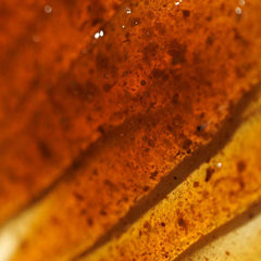 Green Tea Fresh Cleanser - koreanblossom