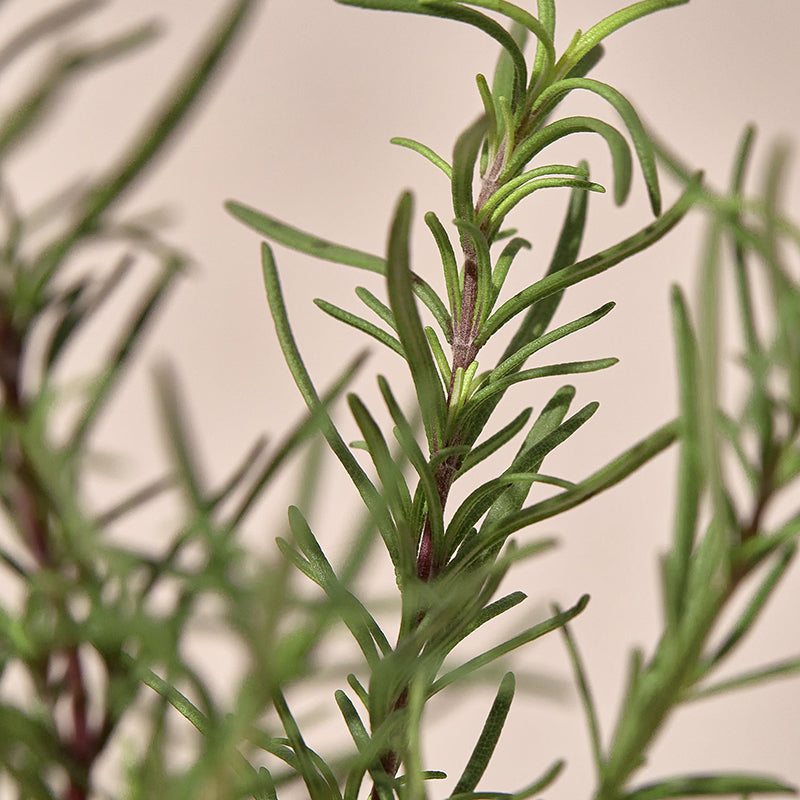 Rosemary Relief Gel Cleanser - koreanblossom