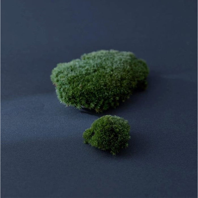 Iceland Moss Drop - koreanblossom